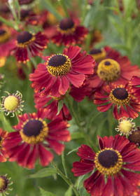 Helenium autumnale Rubinzwerg' 